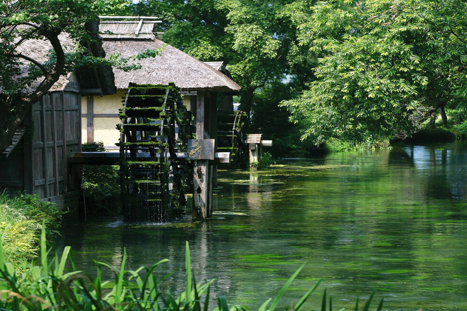 Wasabi Farm River